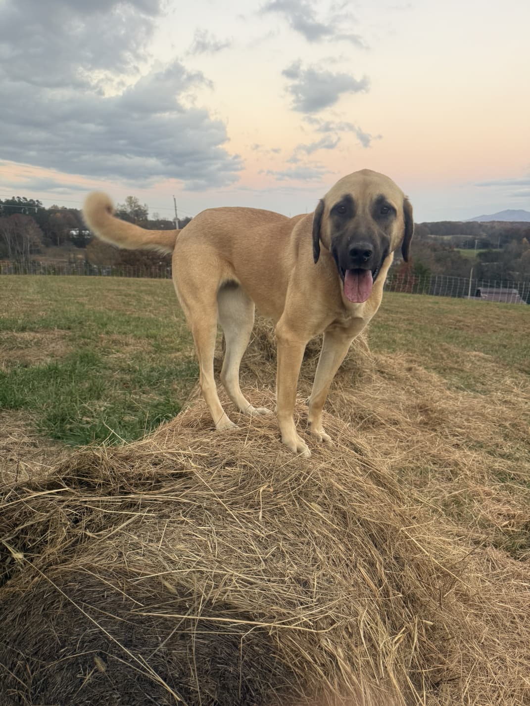 Livestock guardian dog standing watch over pasture at sunset