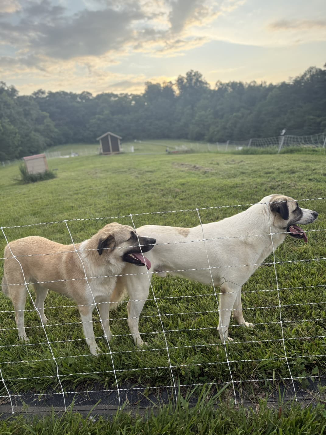 Pair of Anatolian-type livestock guardian dogs resting together