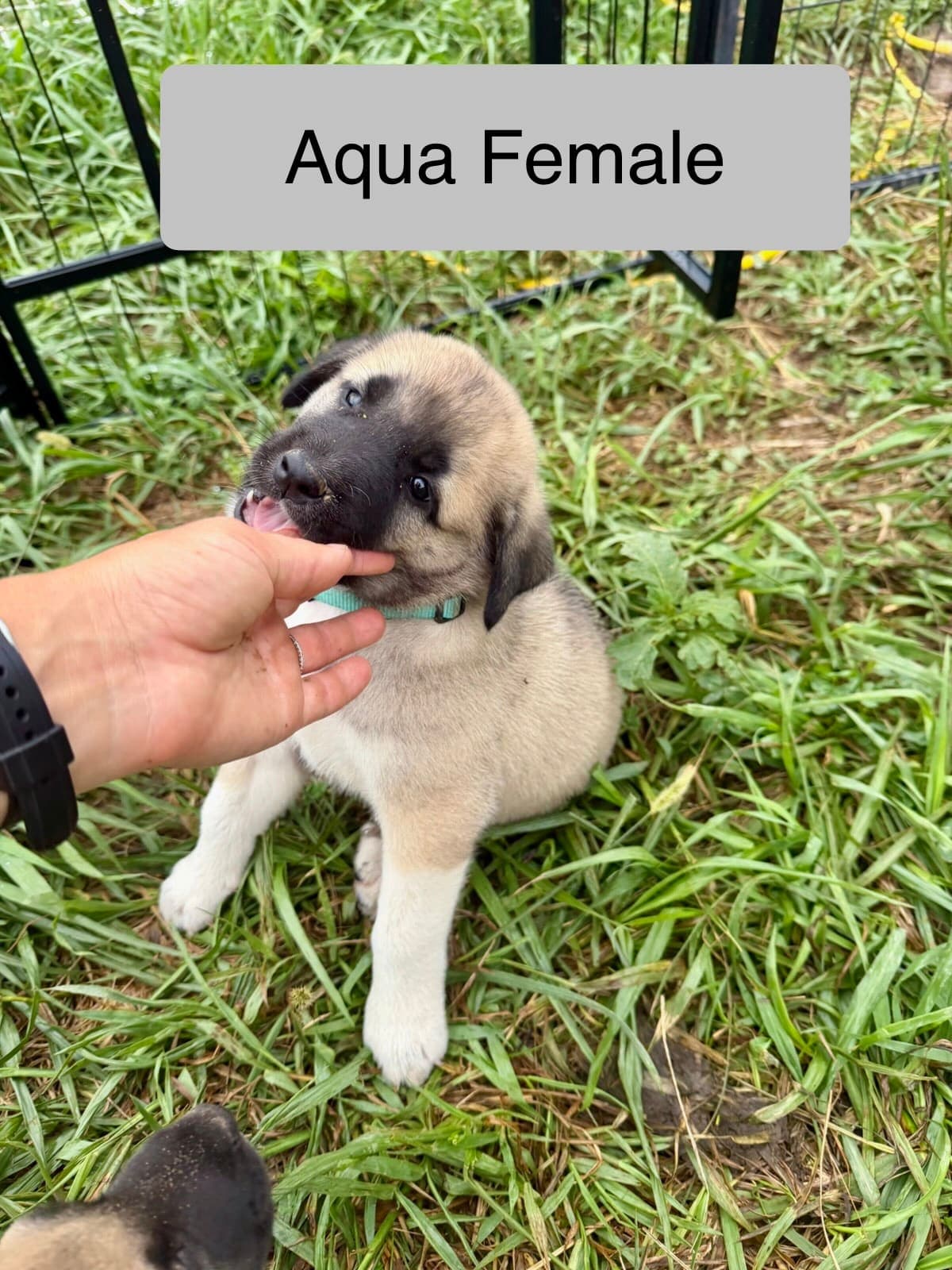 Aqua β female Kangal x Great Pyrenees livestock guardian puppy