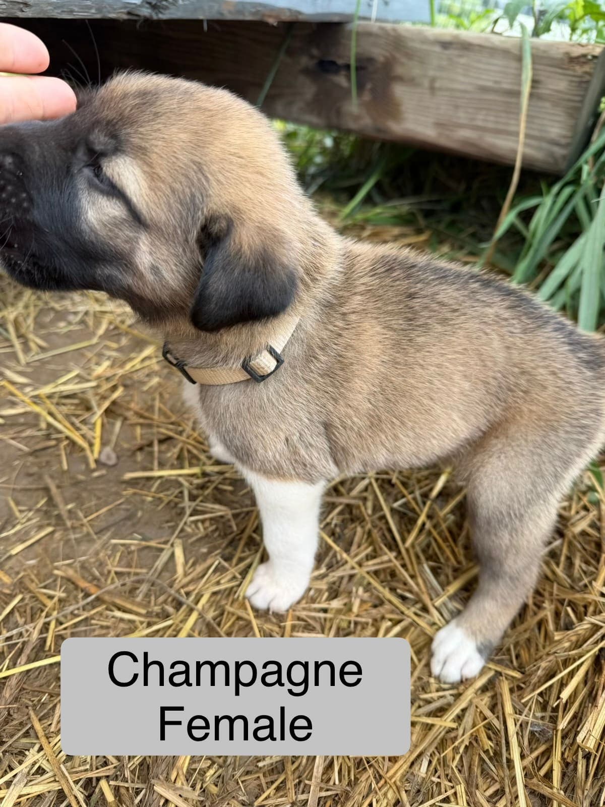 Champagne β female Kangal x Great Pyrenees livestock guardian puppy