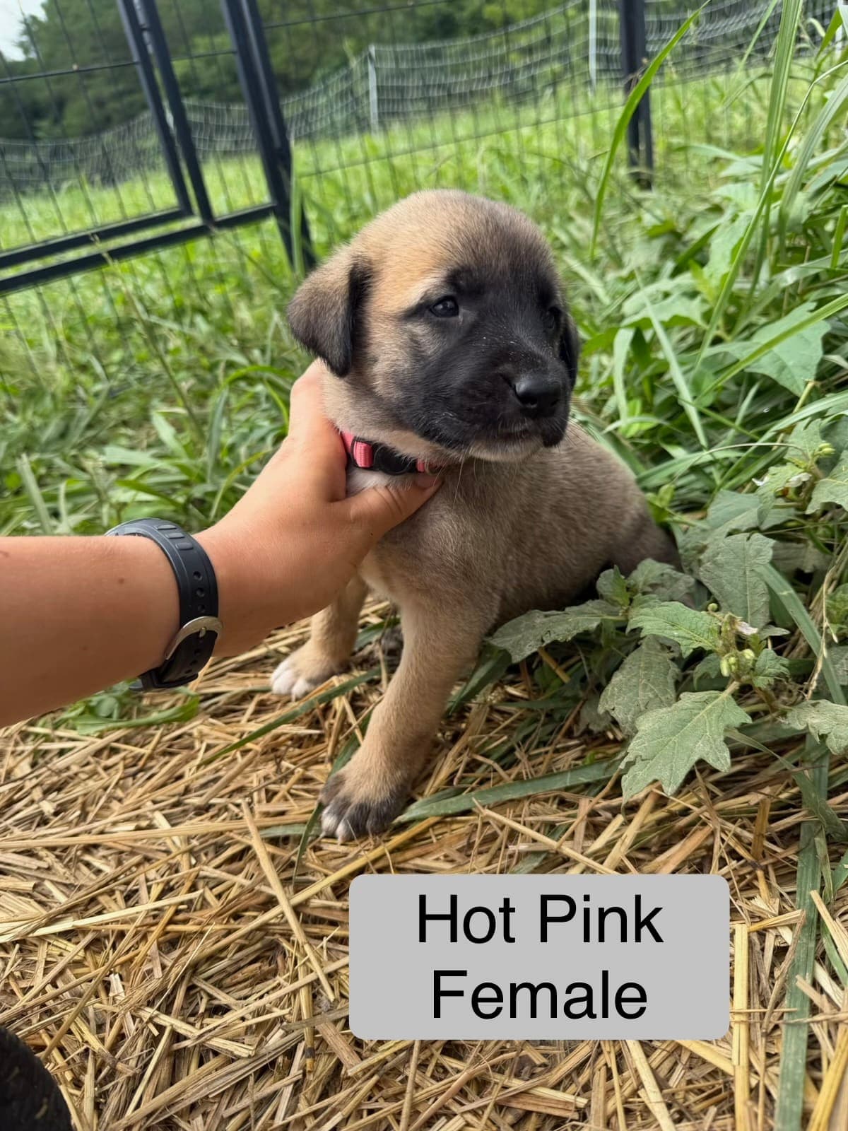 Hot Pink β female Kangal x Great Pyrenees livestock guardian puppy