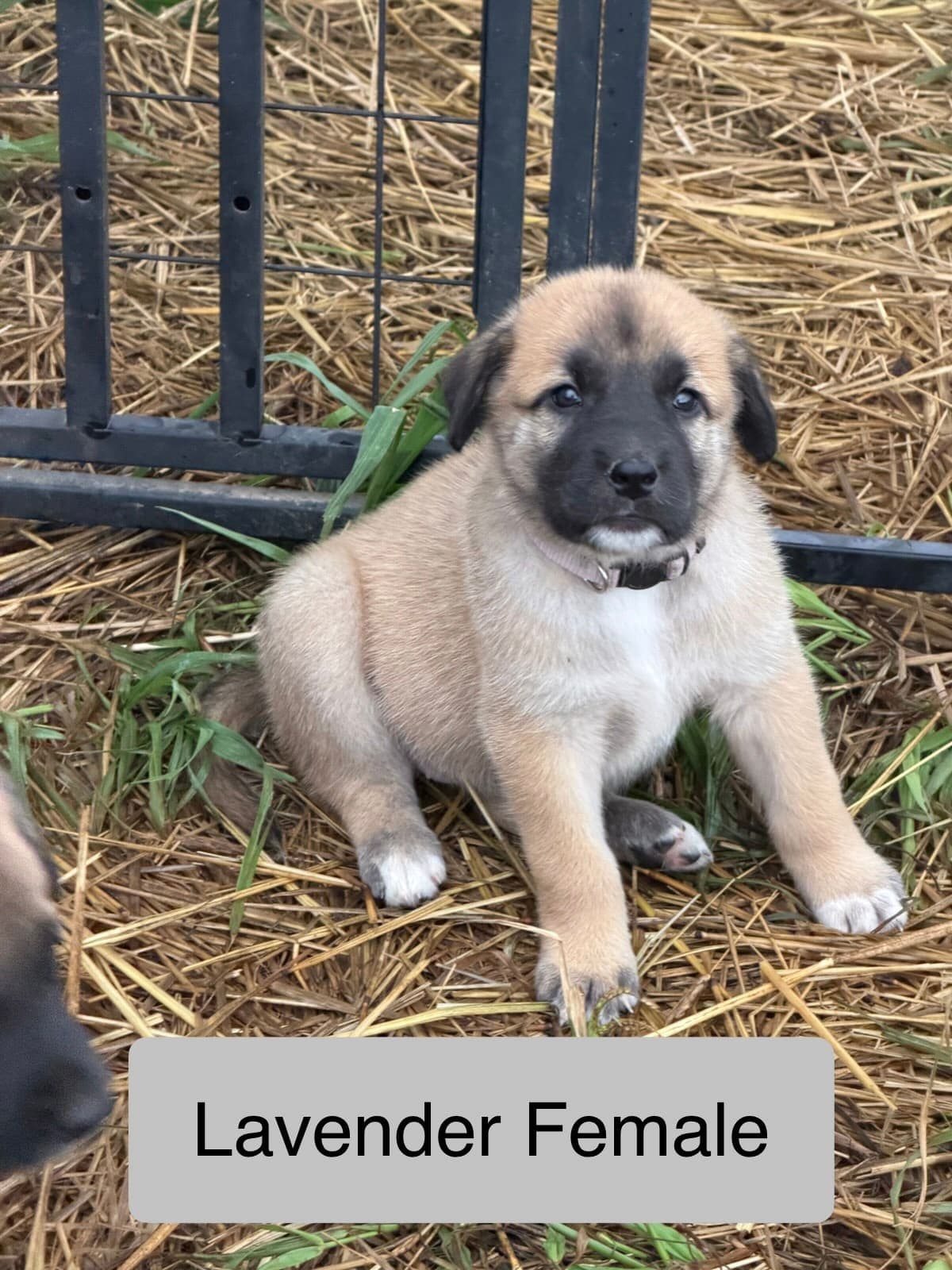 Lavender β female Kangal x Great Pyrenees livestock guardian puppy