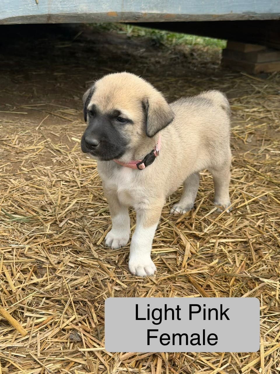 Light Pink β female Kangal x Great Pyrenees livestock guardian puppy