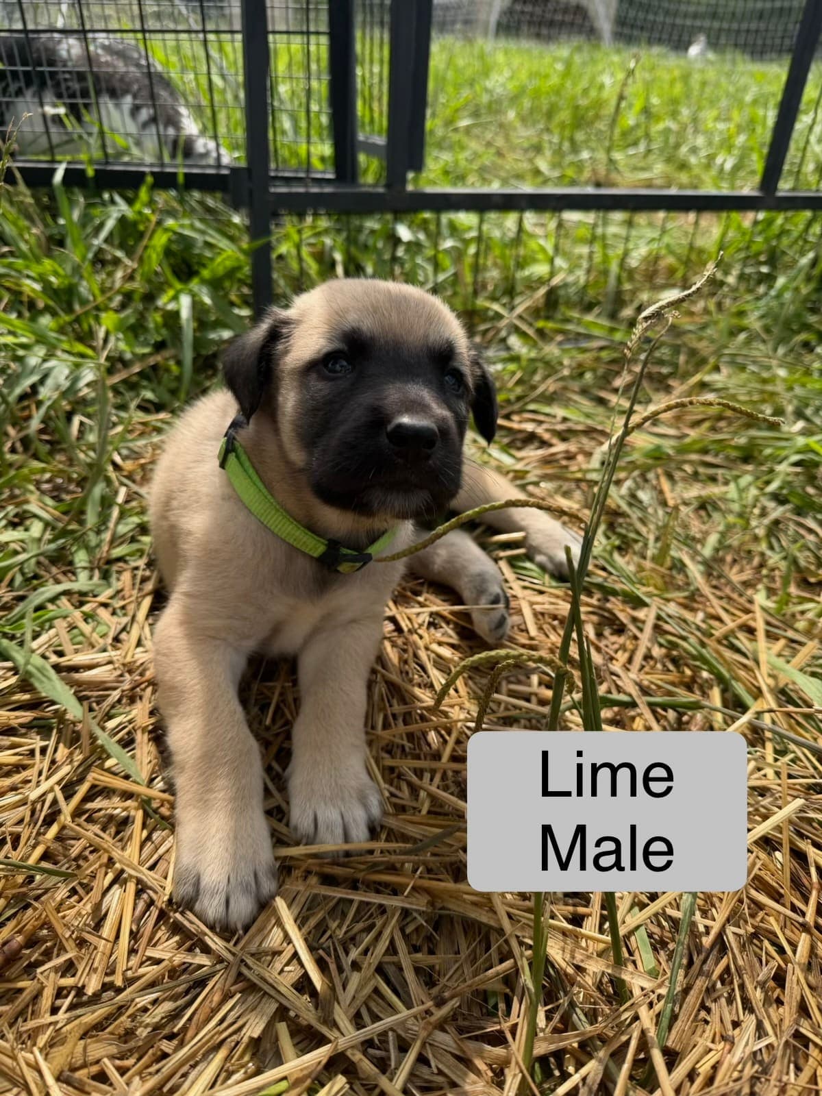 Lime β male Kangal x Great Pyrenees livestock guardian puppy