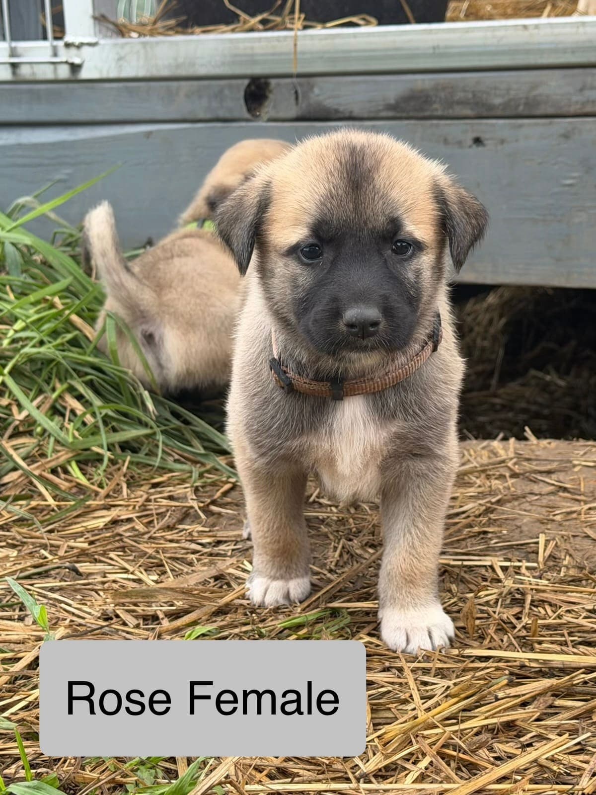 Rose β female Kangal x Great Pyrenees livestock guardian puppy